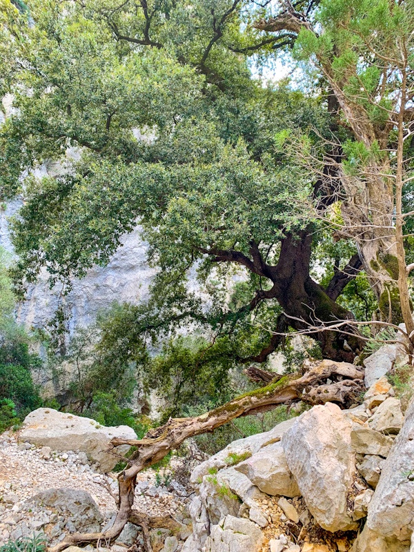 ESCURSIONE CALA LUNA BAMBINI